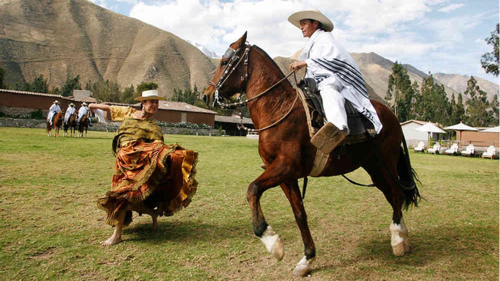 El caballo peruano de paso tiene pecho ancho, piernas finas y mirada noble.