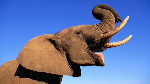 Comunidades rurales aplican un método innovador para mantener a salvo a los elefantes y sus cultivos.