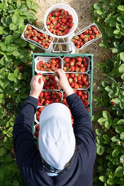 La investigación que llevó a cabo la institución reguladora estadounidense reveló un brote de la peligrosa y contagiosa enfermedad en personas que habían consumido dichas frutas. (Photo by Sebastian Kahnert/picture alliance via Getty Images)