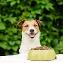 Alimentación de animales de compañía.