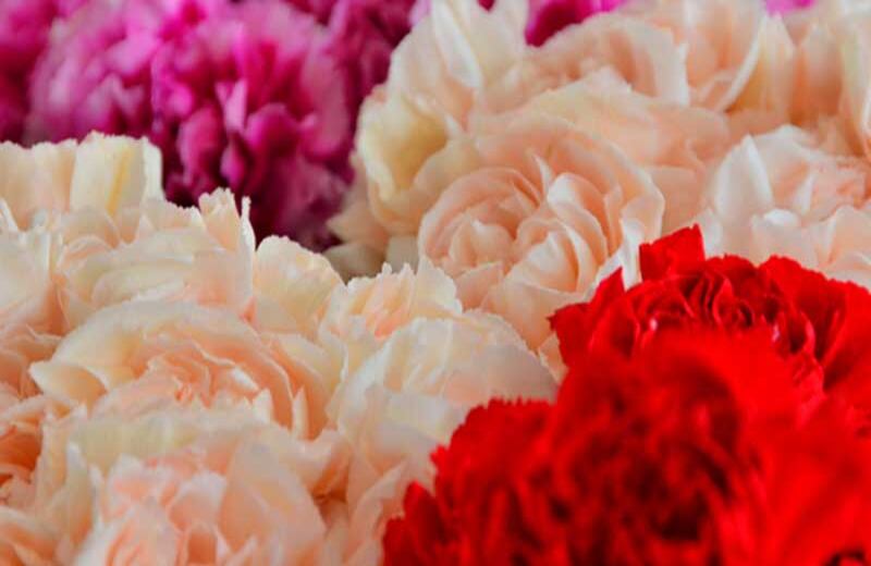 Clavel de Colombia (desde 2011). Foto tomada del sitio web de la SIC.