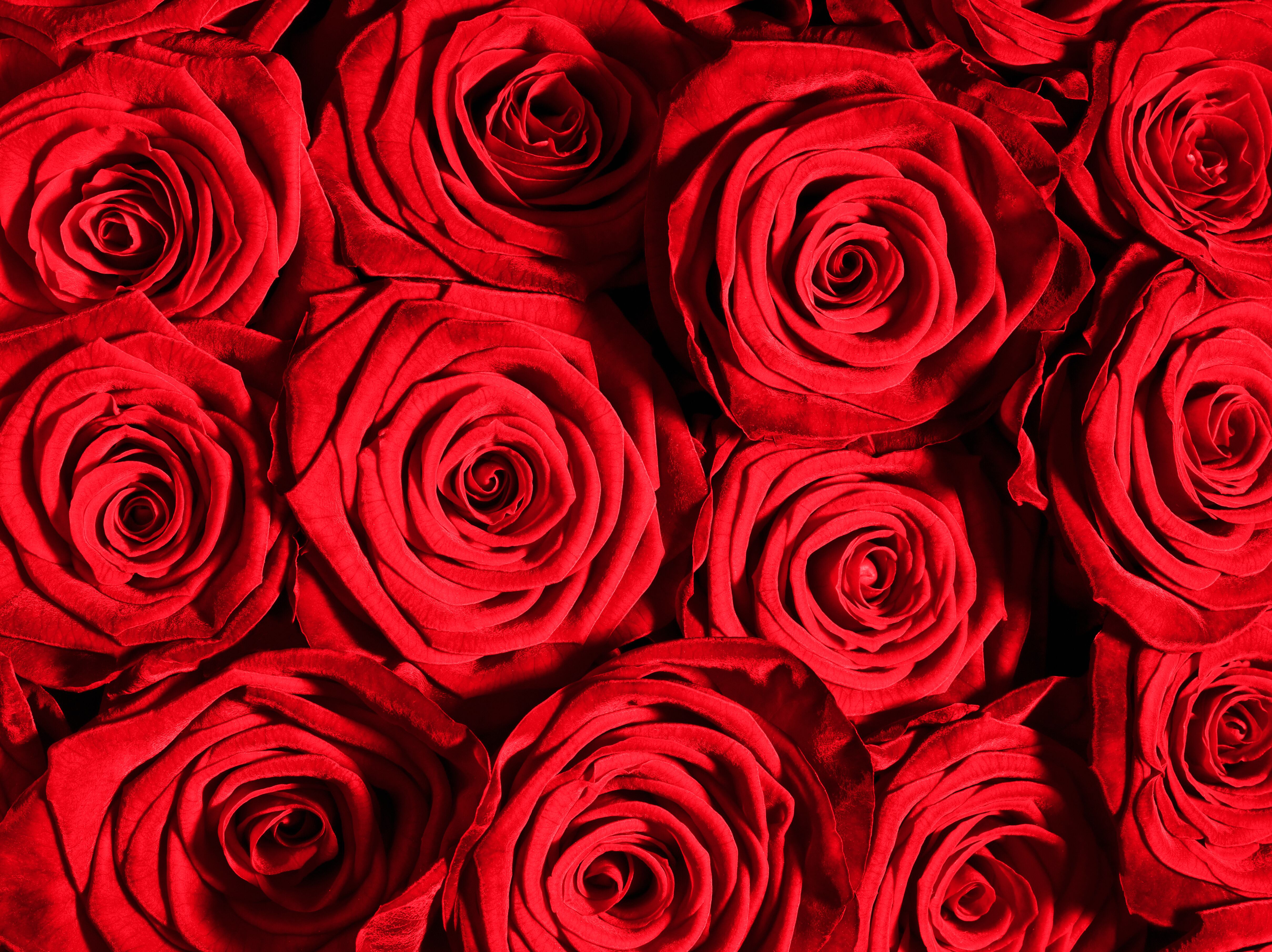 Rosas rojas