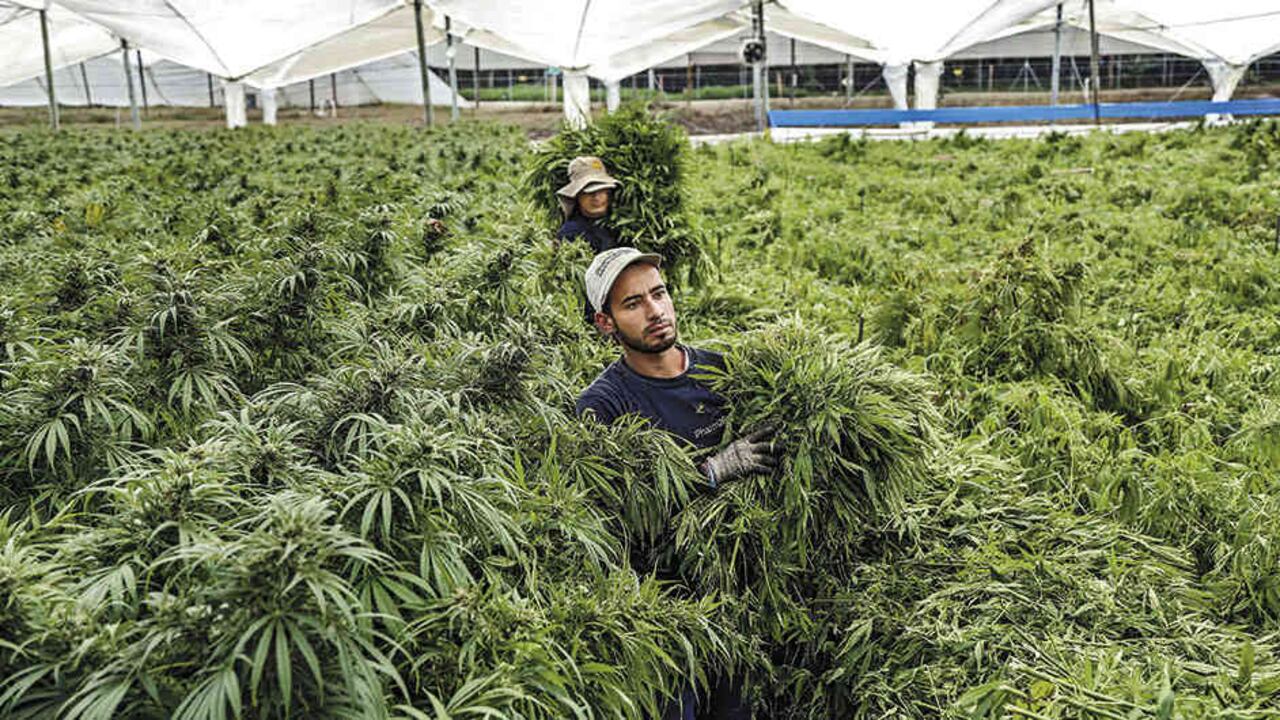 Colombia exportará semillas de cannabis a Estados Unidos