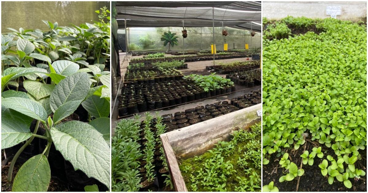 Con las plantas del vivero se reverdece una reserva natural en Tocancipá.