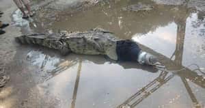 El animal fue capturado por la comunidad y luego entregado a las autoridades ambientales y de policía. Foto: CAS