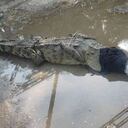 El animal fue capturado por la comunidad y luego entregado a las autoridades ambientales y de policía. Foto: CAS