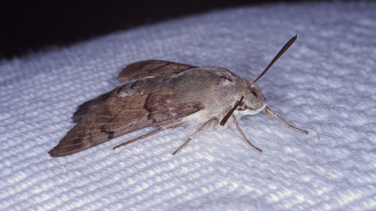 Las polillas son insectos que fácilmente proliferan en las viviendas.