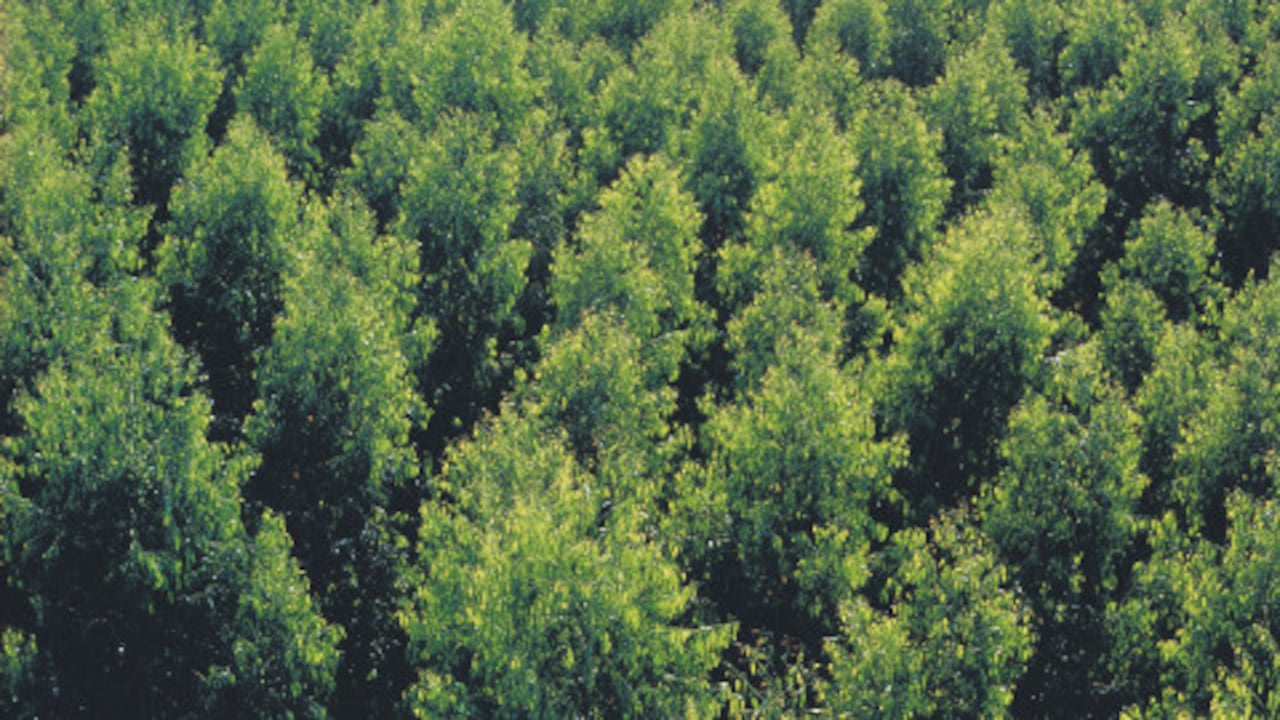 Los bosques de Irlanda se están recuperando gracias al programa de restauración de árboles. Foto ilustración/Semana.com