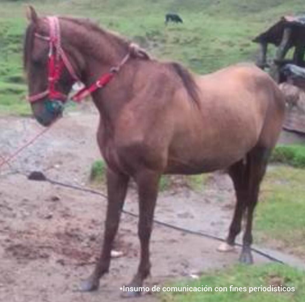 Según la Fiscalía, este caballo fue sometido a sufrimiento innecesario cuando fue sacrificado.