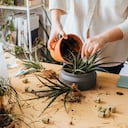 La sábila demanda de cuidados para que permanezca viva en una maceta.