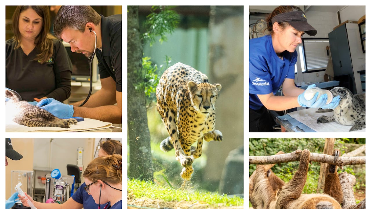 Rescate y rehabilitación animal. Conservación de especies. Seaworld Orlando y Busch Gardens Tampa.