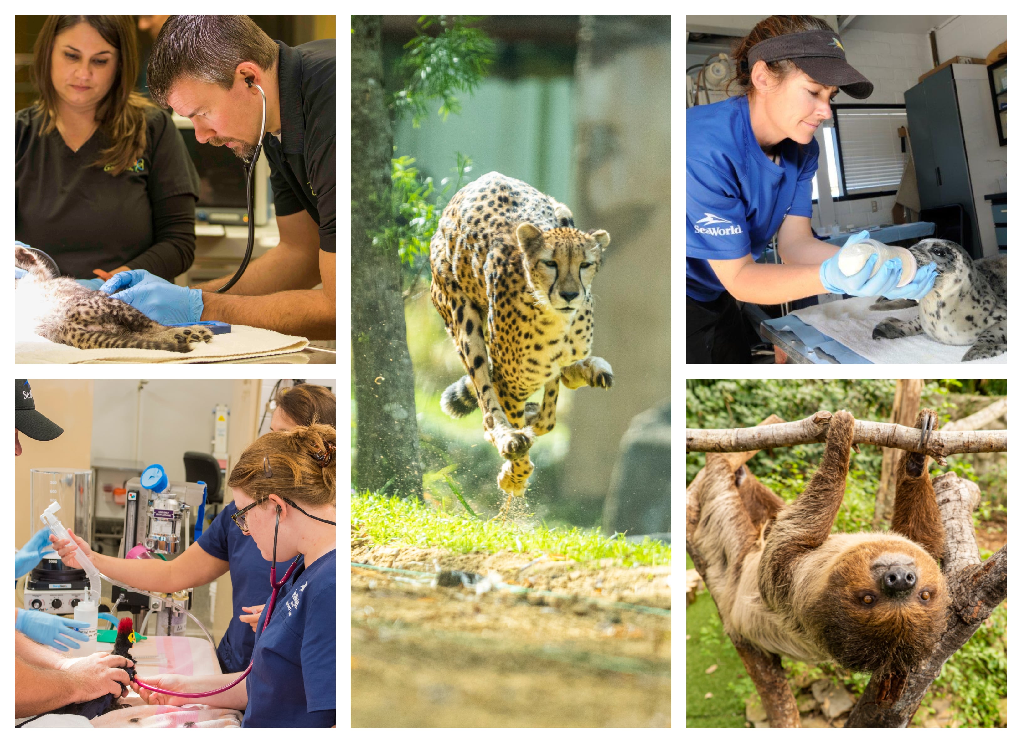Rescate y rehabilitación animal. Conservación de especies. Seaworld Orlando y Busch Gardens Tampa.