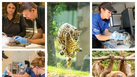 Rescate y rehabilitación animal. Conservación de especies. Seaworld Orlando y Busch Gardens Tampa.