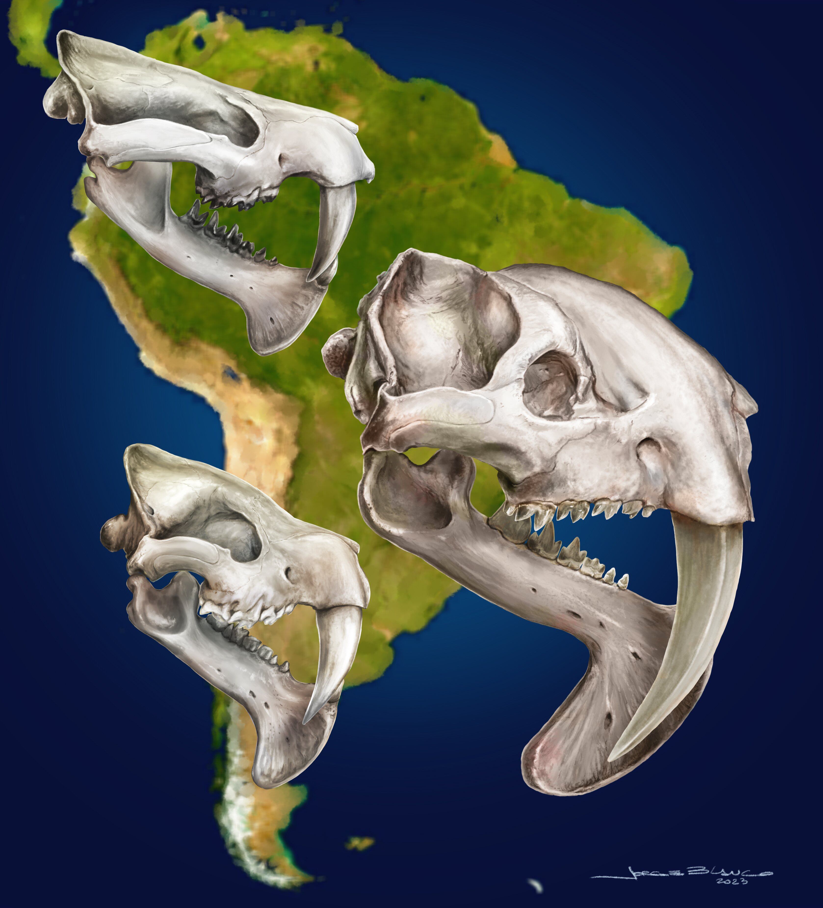 Las tres especies de la familia Thylacosmilidae en su ubicación en el continente Sudamericano: 
Anachlysictis gracilis (izquierda, arriba), Thylacosmilus atrox (derecha) y Patagosmilus goini (izquierda, 
abajo). Artista: Jorge Blanco.
