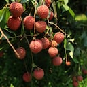 Alimento rico en vitaminas y proteínas. Imagen: Getty Images.