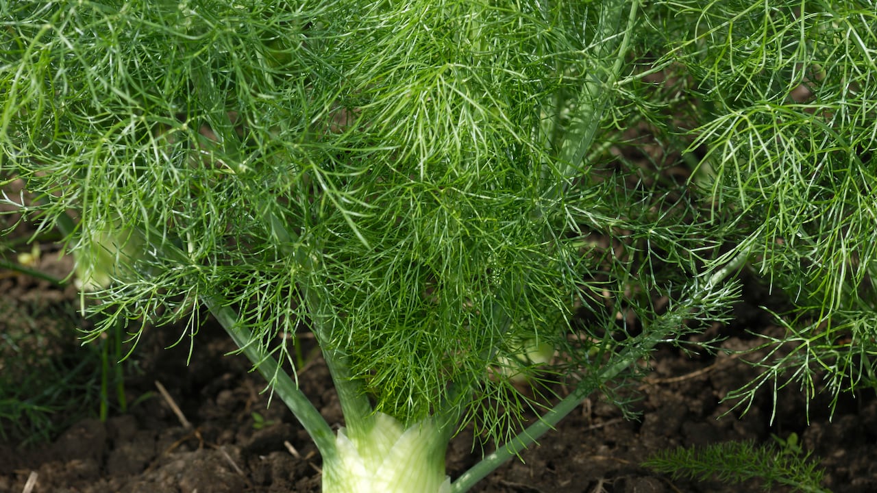 El hinojo puede equilibrar las funciones del sistema digestivo.