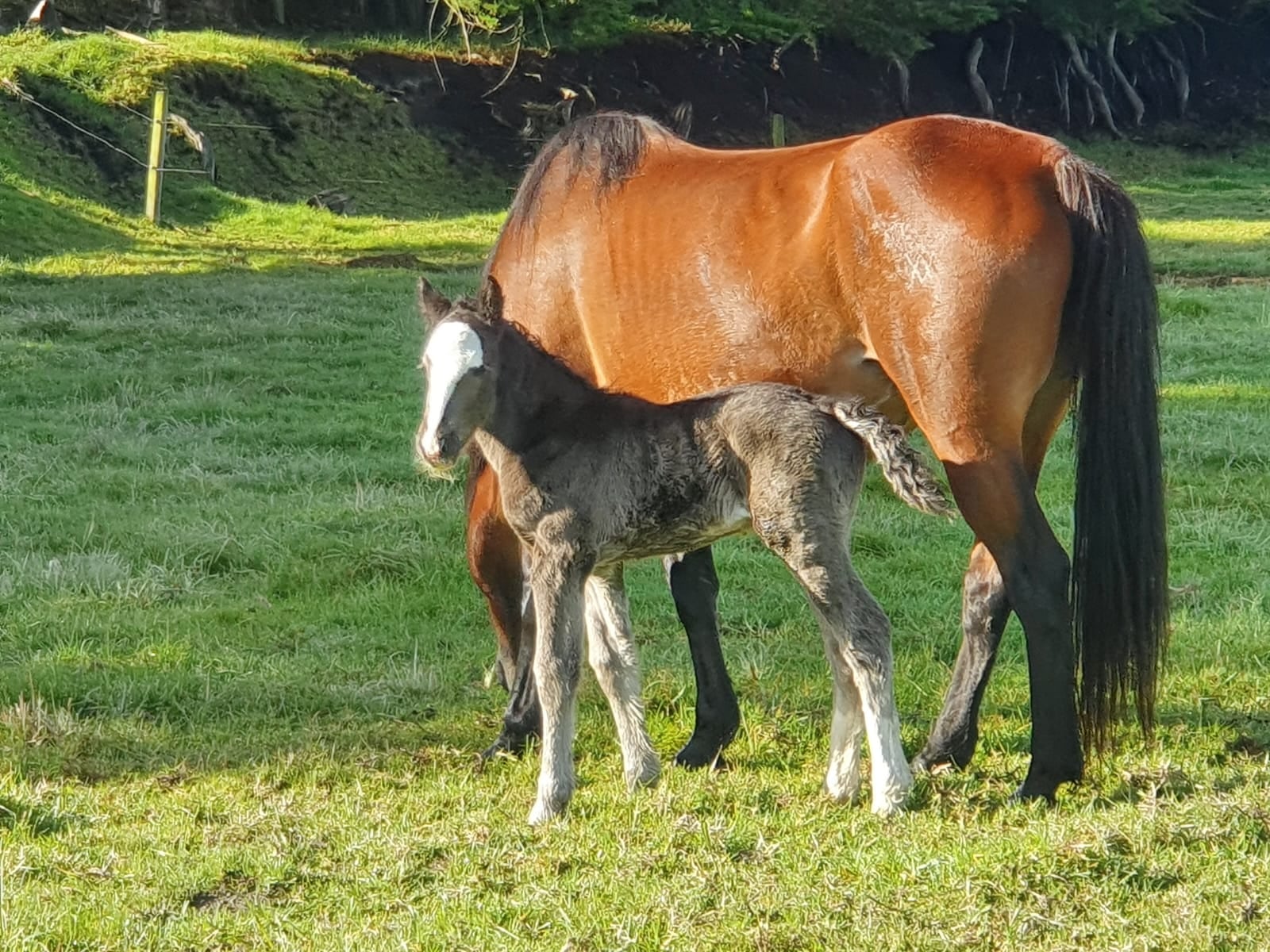 Roban caballos en finca de Cundinamarca