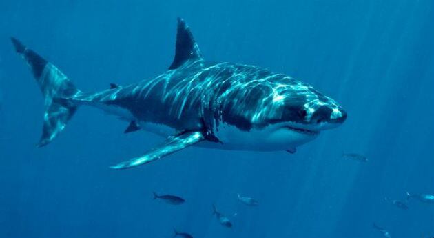 En Colombia la caza de tiburones está regulada por el Gobierno desde el año  2011. Foto: archivo/Semana