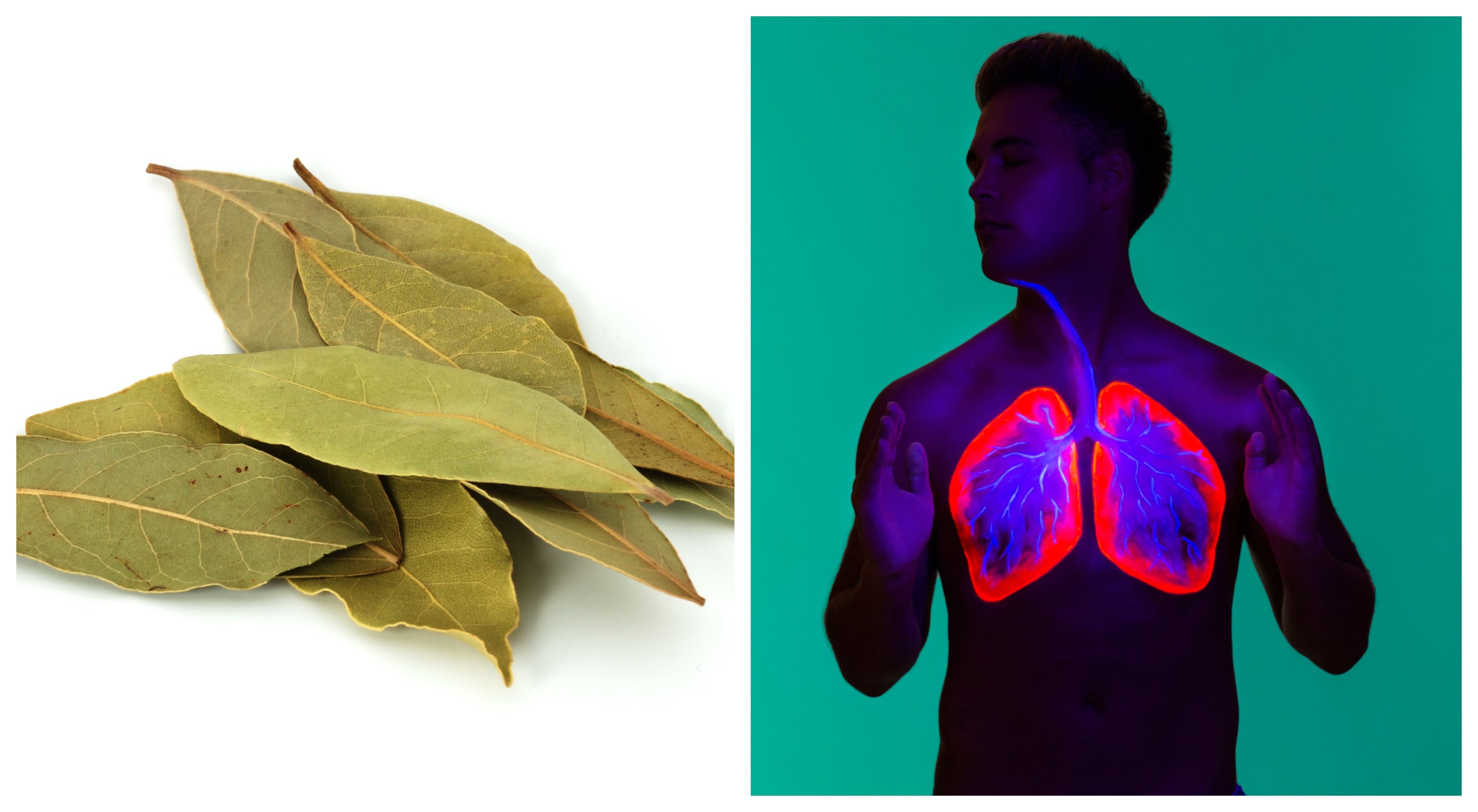 El laurel es una planta rica en carbohidratos, grasas, proteínas y vitamina C. Foto: Getty Images. Montaje SEMANA.