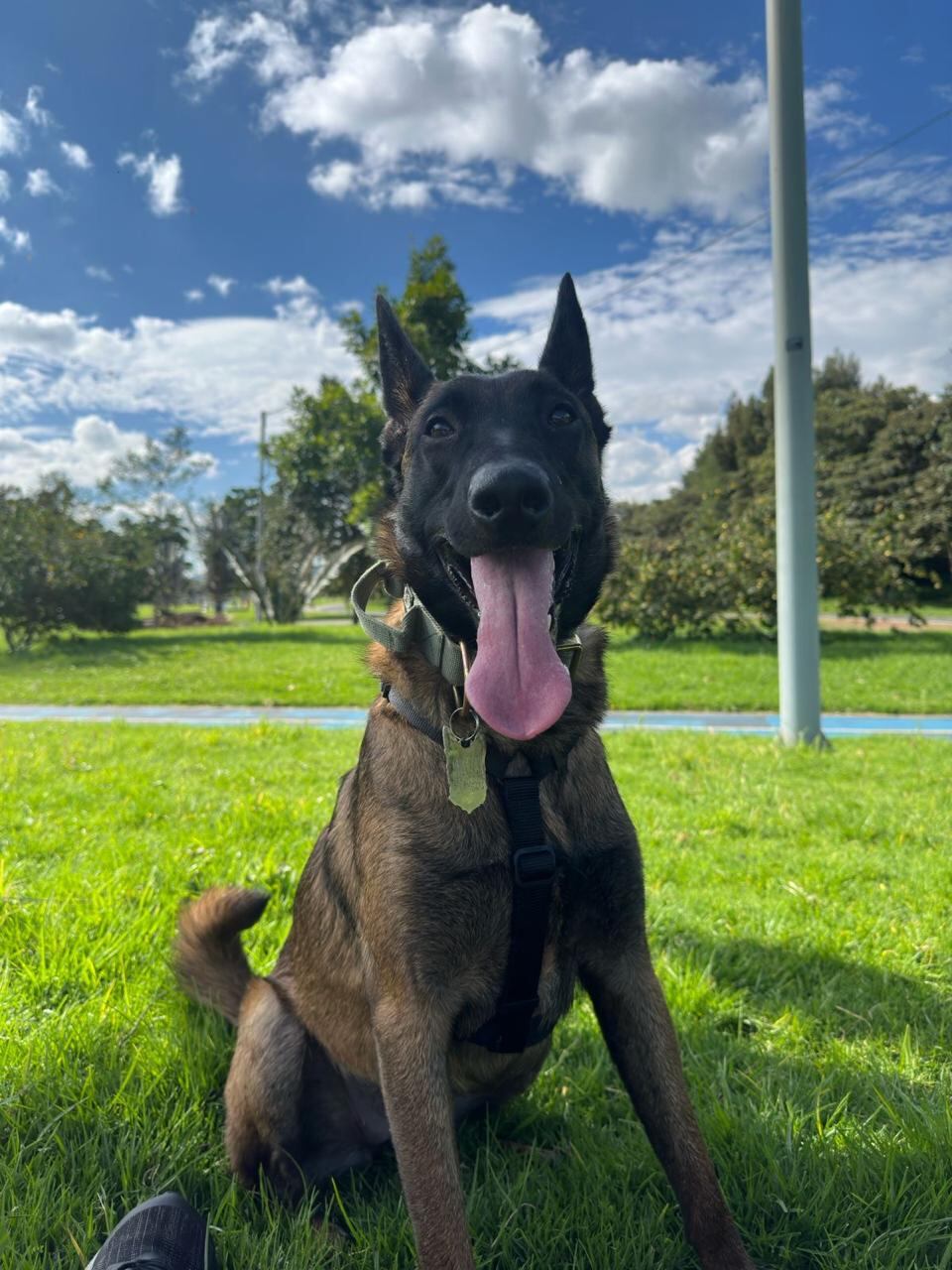 Shelby se perdió en el occidente de Bogotá, por la salida de la calle 80.