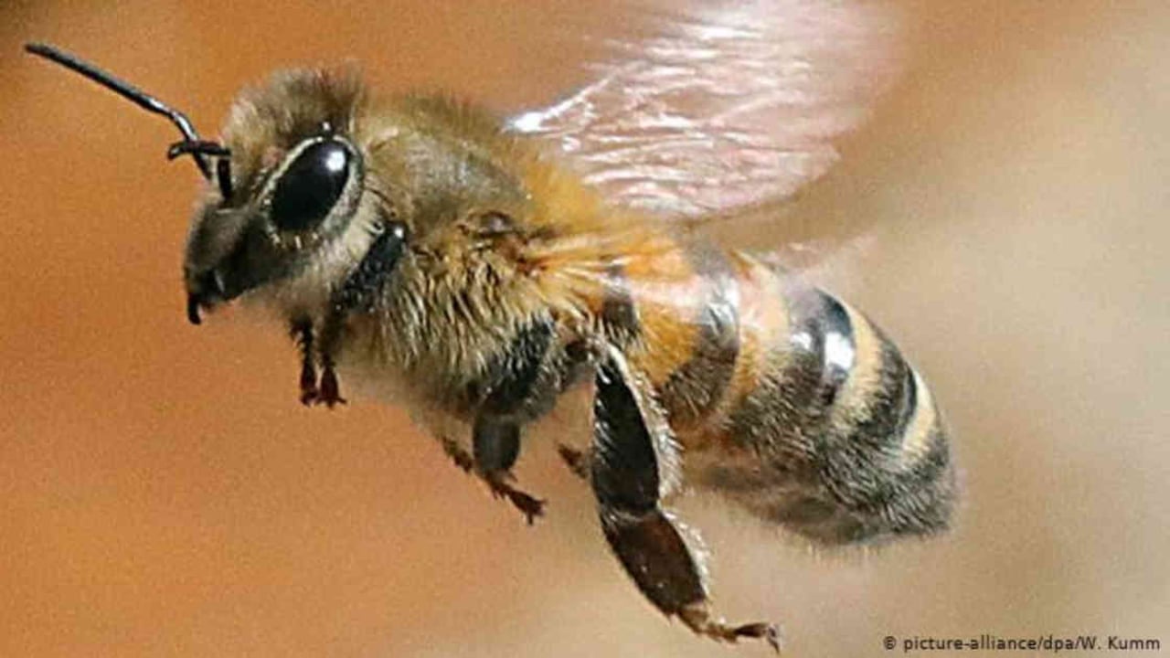 La abeja melífera occidental (Apis mellifera) es la especie más conocida de los himenópteros. Hay nueve especies de abejas melíferas en el mundo y 30.000 de abejas silvestres. Estas últimas visitan mil flores al día. Las melíferas, unas 300. El 80% de las plantas con flores son fertilizadas por insectos. Foto: W. Kumm vía DW