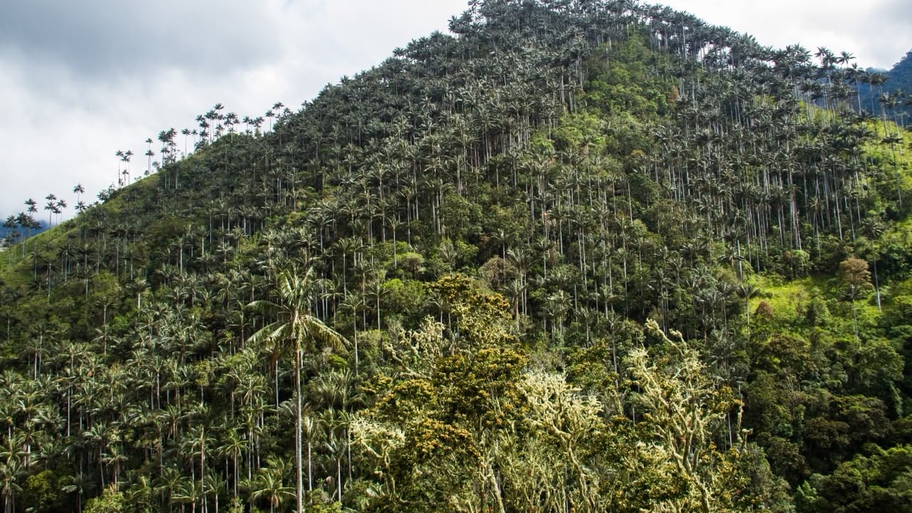 Este santuario tiene 1.964,02 hectáreas y se encuentra entre los municipios de Cajamarca e Ibagué, Tolima.