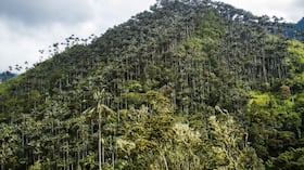 Este santuario tiene 1.964,02 hectáreas y se encuentra entre los municipios de Cajamarca e Ibagué, Tolima.
