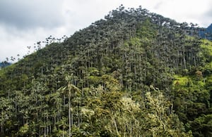 Este santuario tiene 1.964,02 hectáreas y se encuentra entre los municipios de Cajamarca e Ibagué, Tolima.