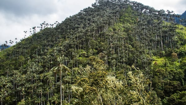 Este santuario tiene 1.964,02 hectáreas y se encuentra entre los municipios de Cajamarca e Ibagué, Tolima.
