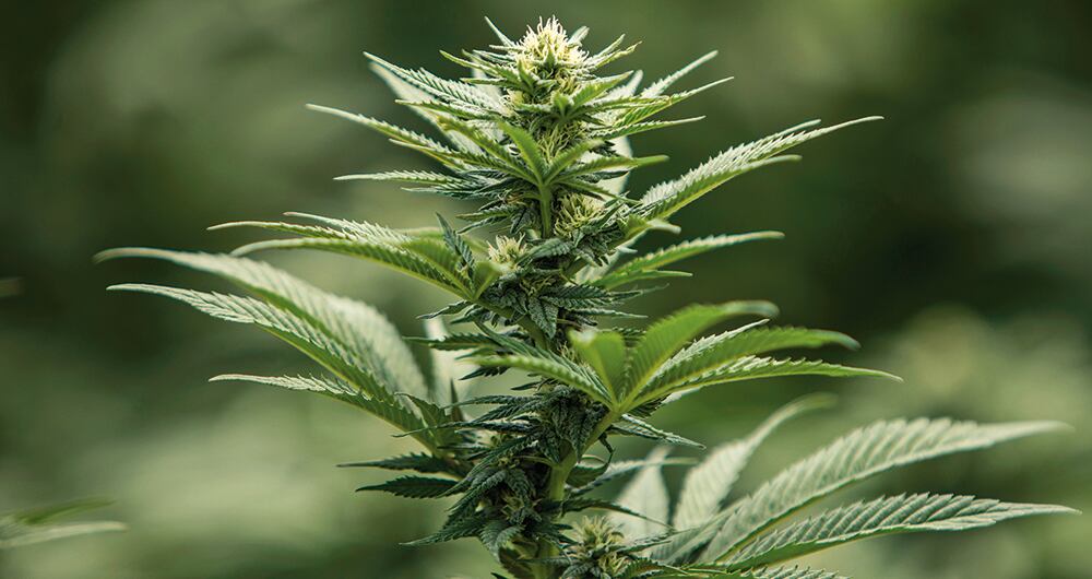 Desde el Congreso varios parlamentarios han impulsado proyectos para regular distintas sustancias, entre ellas el cannabis.