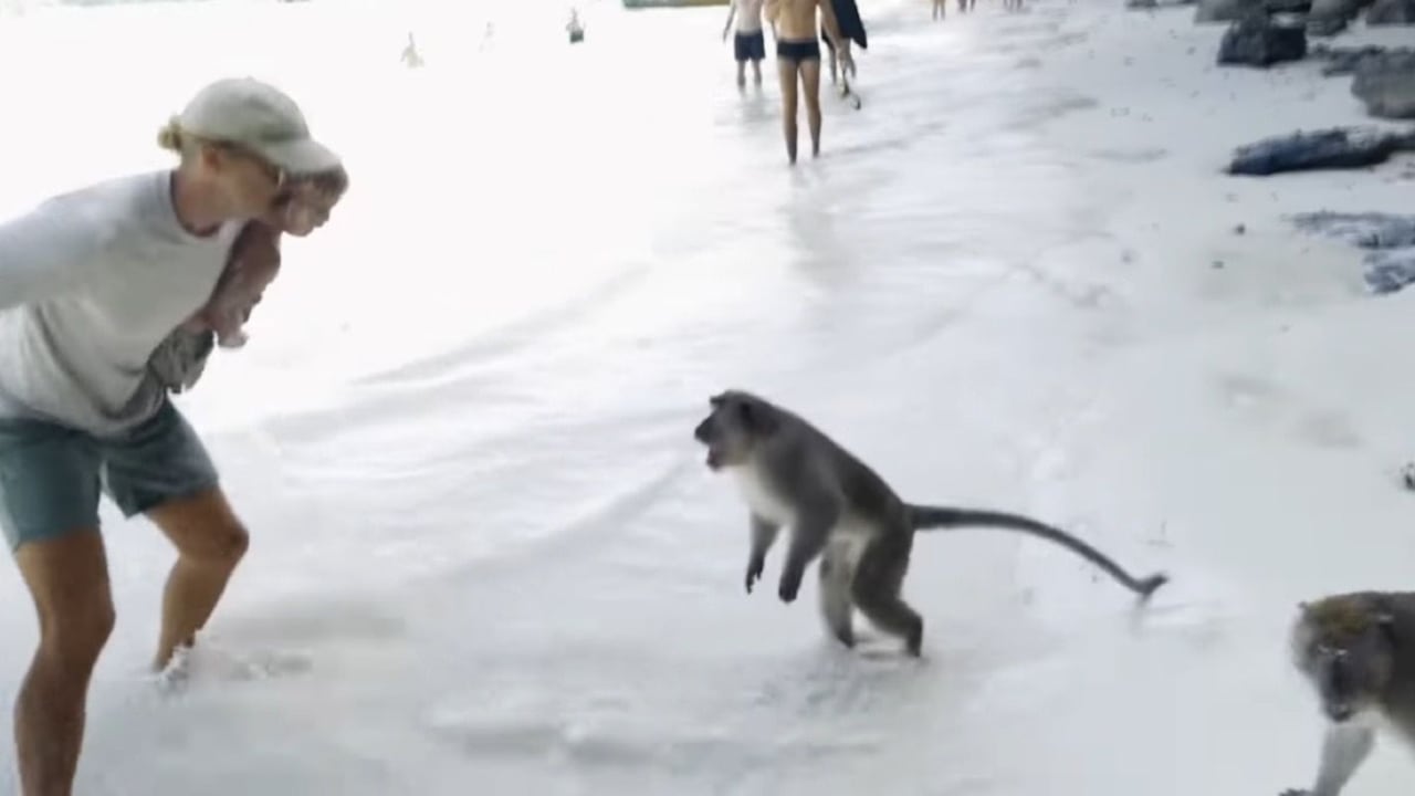 Riley Whitelum es un influenciador de 39 años de edad quien junto a su esposa Elayna Carausu de 29, graban videos en donde documentan las aventuras vividas en cada viaje junto a sus hijos.