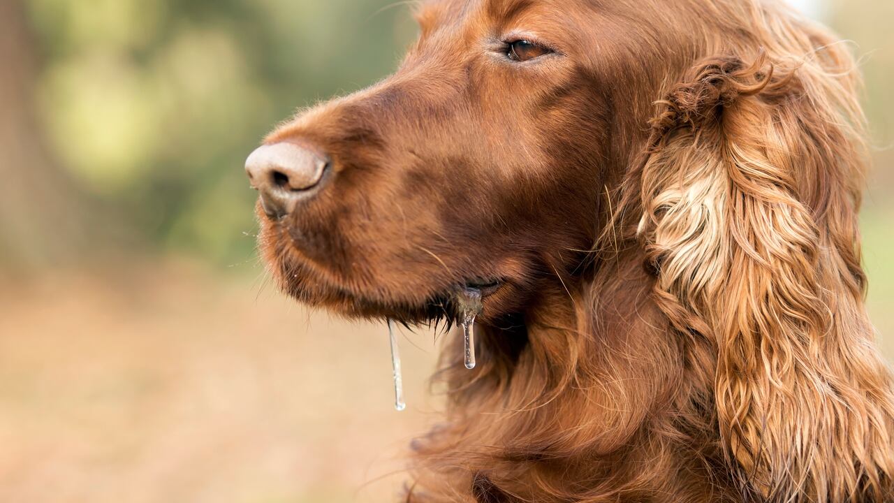 saliva de perro