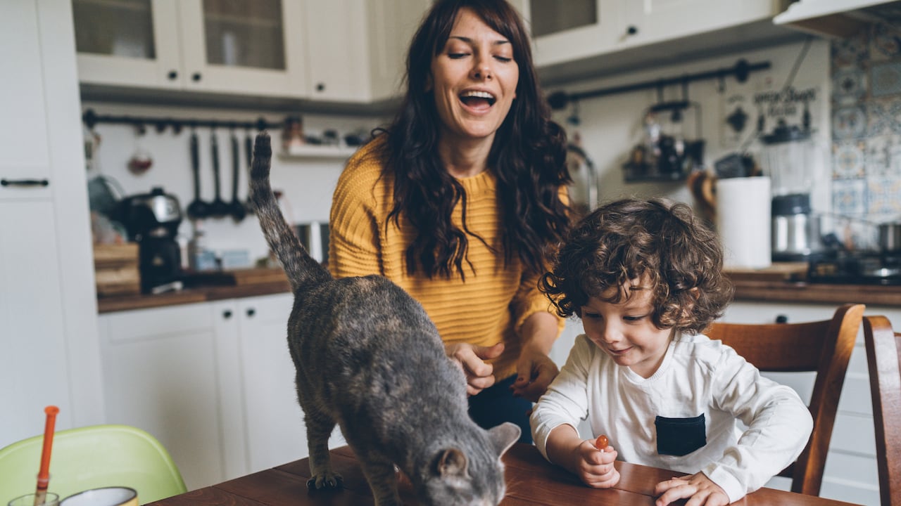 Gato / Gatos / Gato comida