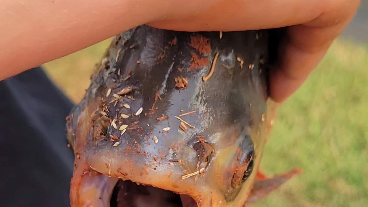 El descubrimiento del animal ha sido tendencia en redes sociales.