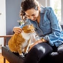 Young woman caressing her pet cat while sitting on couch in living room. Female playing with her cat at home.