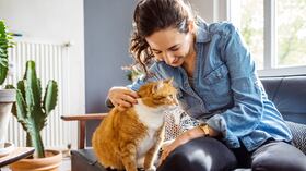 Gato / Acariciar a un gato / Acariciar gato