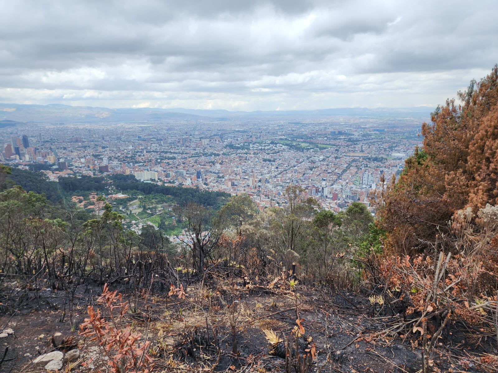 Se ha avanzado en una plan de acción para la restauración de las áreas afectadas por los incendios forestales