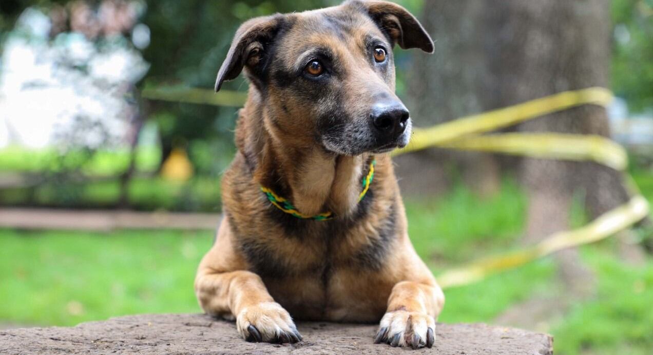 Jornada de adopción de mascotas en Bogotá