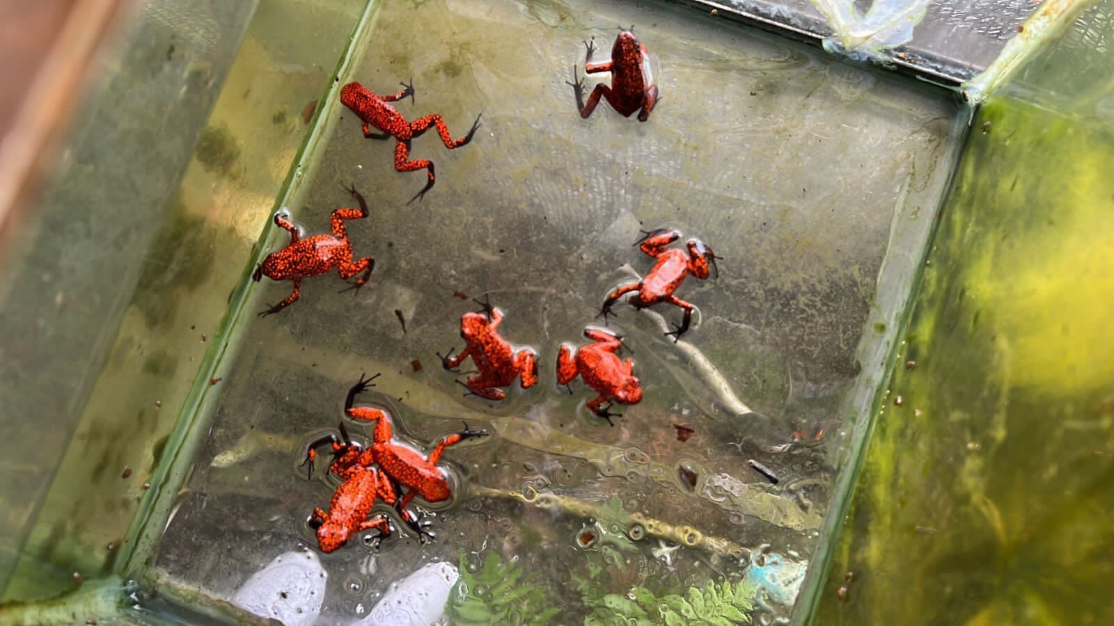 Corporación autónoma regional del Valle del Cauca