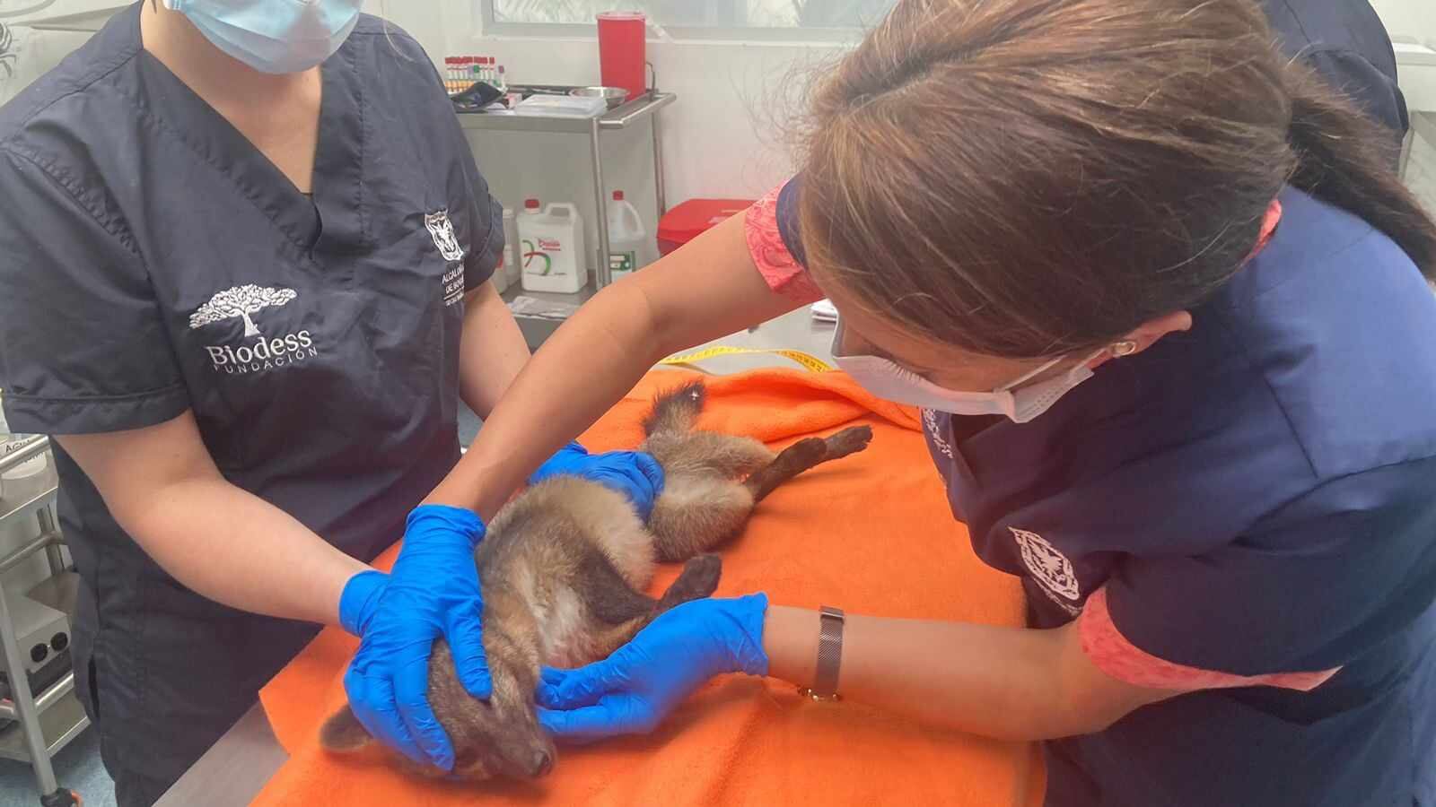 El zorro fue revisado por personal médico veterinario