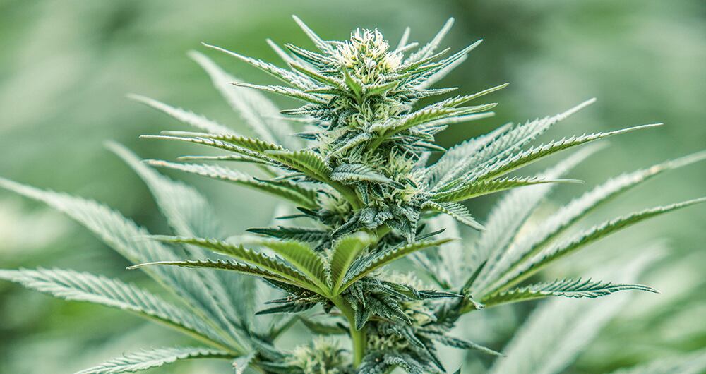 Hasta que lamuerte los separe_3