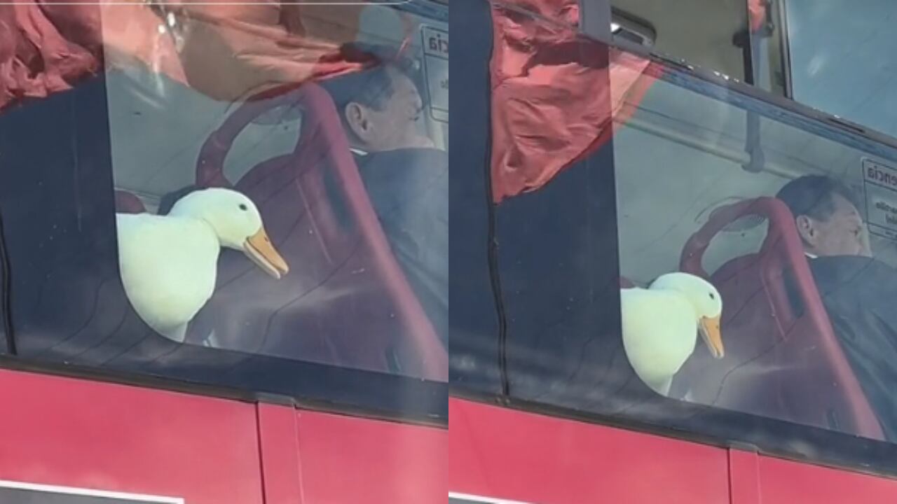 El video se ha hecho viral rápidamente.