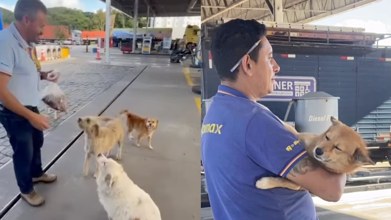 Personas de estación de gasolina adoptaron perros y les construyeron casas.
