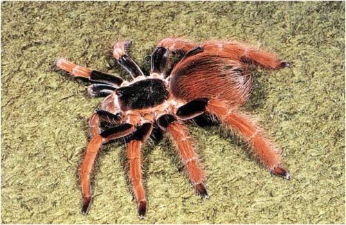 La Tarántula o también llamada araña pollera, es un depredador que vive en cuevas o grietas que están cerca al suelo.  En Colombia, y más exactamente en las región andina y en la provincia de la Orinoquía, que es donde se encuentra, es uno de los invertebrados que está en peligro de extinción.  Muchos son sacados de su hábitat para convertirse en mascotas y otros tristemente están dentro de resinas convertidos en un pisa papel.