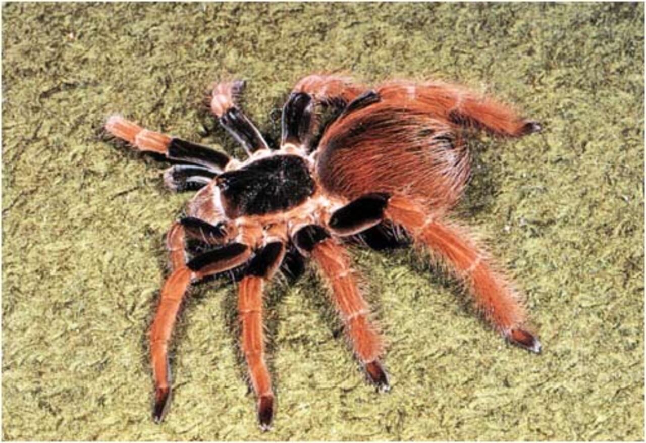 Animales en peligro de extinción