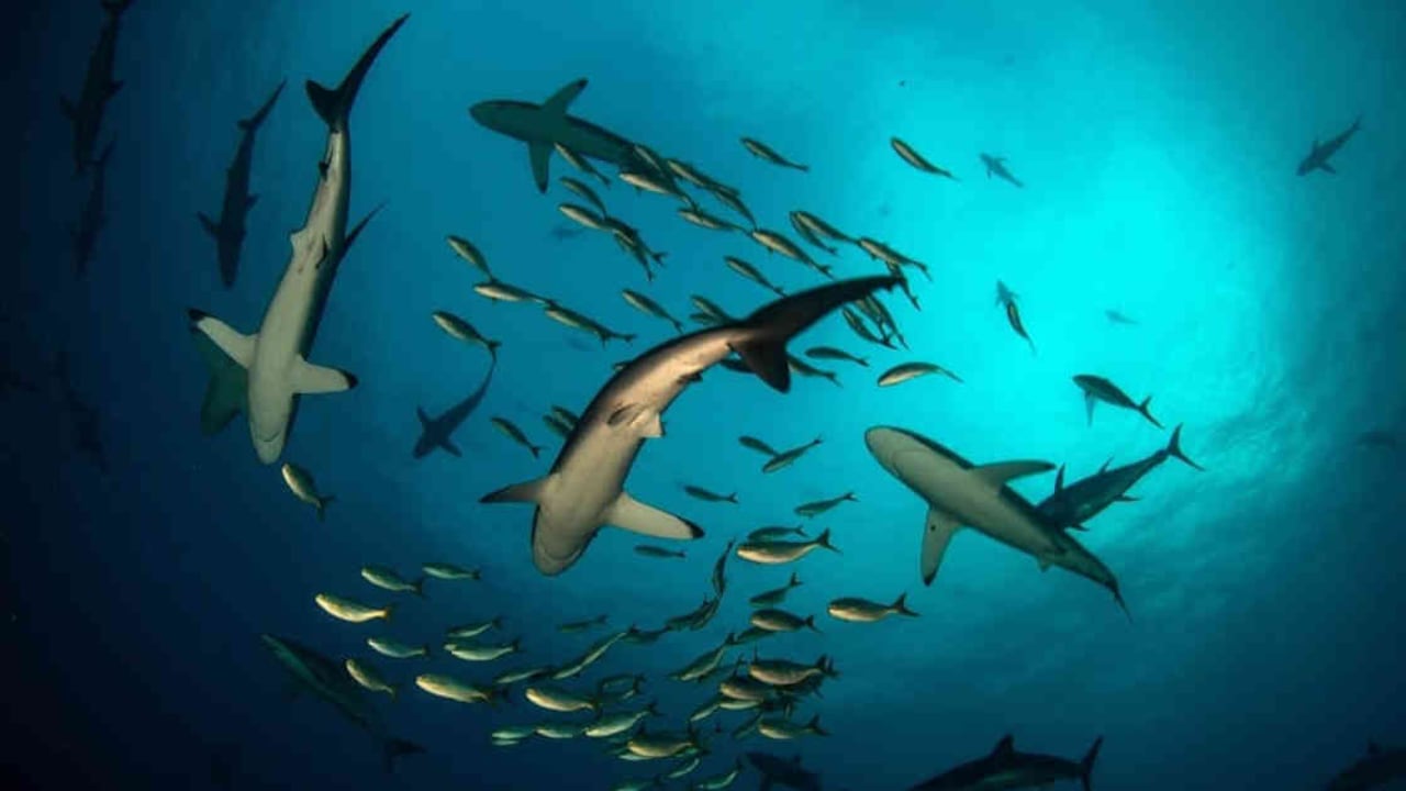 Malpelo es una de la regiones de Colombia más biodiversa, en la que se puede encontrar una gran cantidad de especies marinas. Foto; Parques Nacionales Naturales.