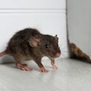 ¿Cómo evitar que los roedores se conviertan en una plaga dentro del hogar?