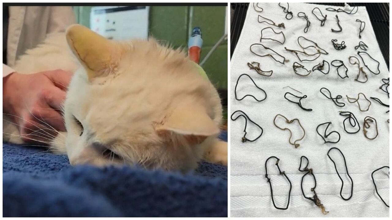 Juliet es el nombre de una gata que llegó a La Sociedad de Animales de Charleston, a manos de un hombre que la recogió tras ser abandonada por sus amos.