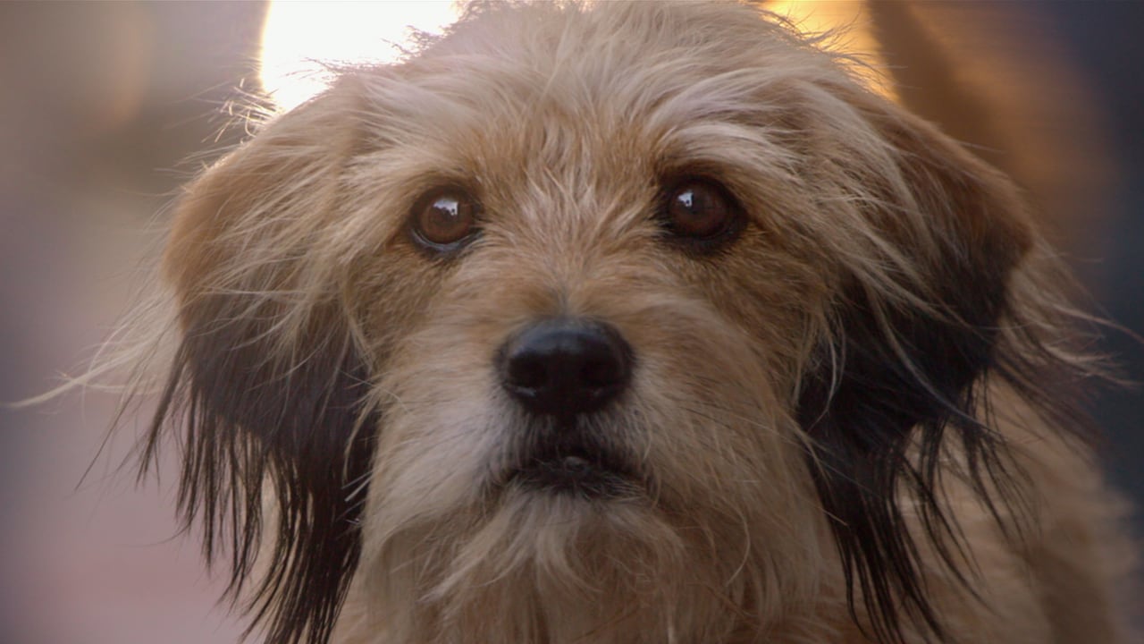 El perro pertenecía a una mujer que habita en el sector.