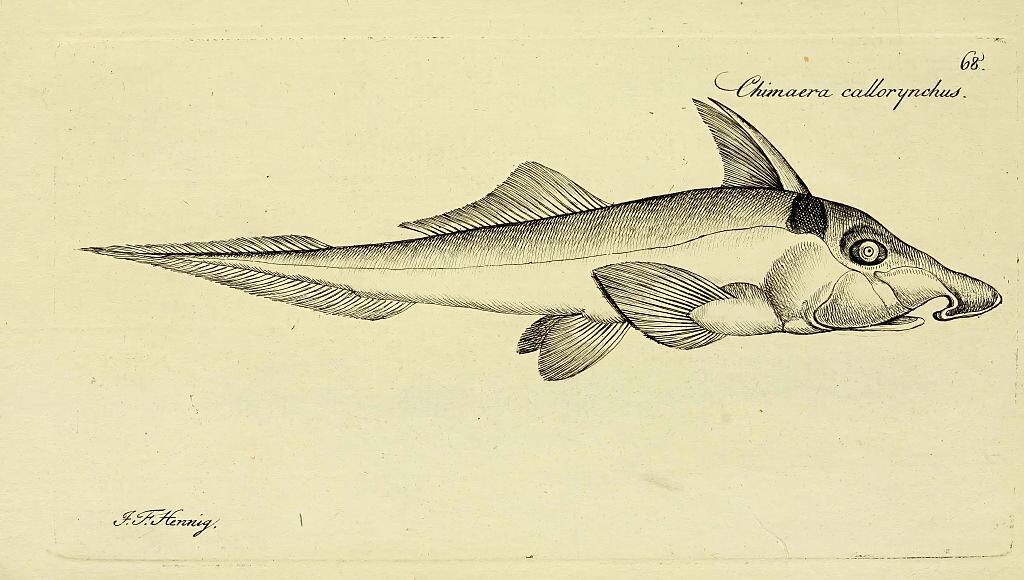 El estudio permite tomar decisiones más precisas sobre su pesca.